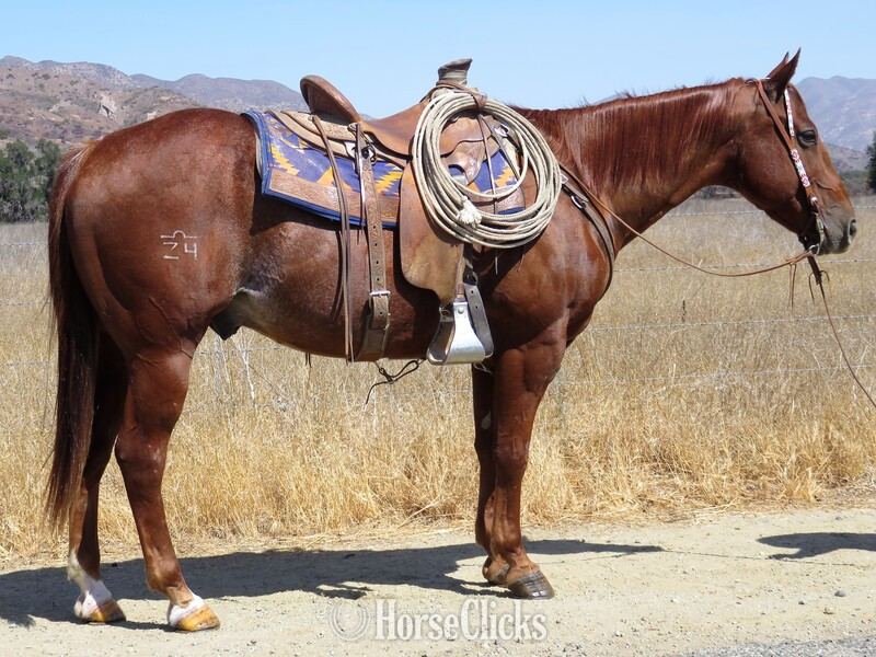 "OAKLEY 4-Z" Red Roan Gelding Quarter Horse in California