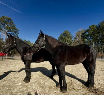 "Team" Black Gelding Percheron