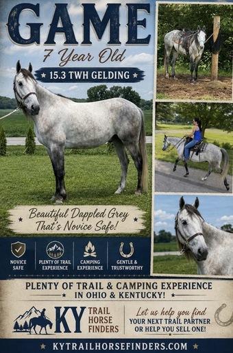 "Gamer " Grey Gelding Tennessee Walker