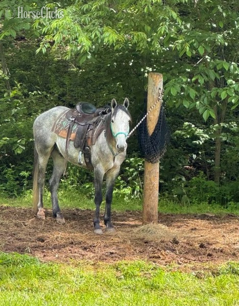 "Gamer " Grey Gelding Tennessee Walker in Kentucky