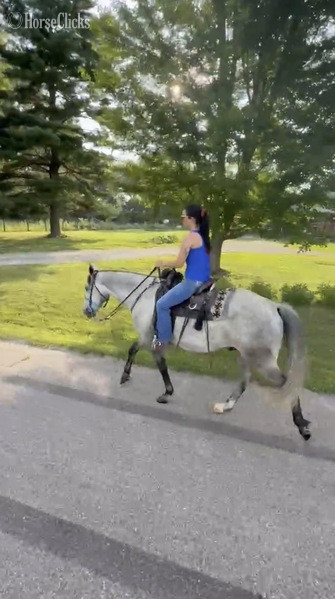 "Gamer " Grey Gelding Tennessee Walker - Tennessee Walker