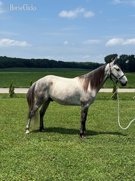 Tennessee Walker - "Gamer " Grey Gelding Tennessee Walker in Kentucky