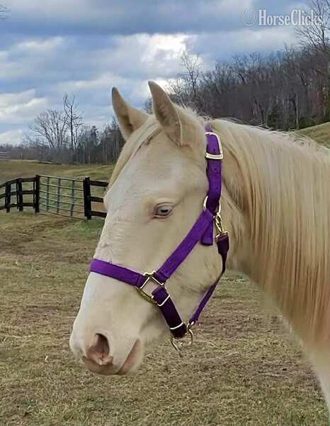 "Curious Claude" Cremello Colt Rocky Mountain in Kentucky