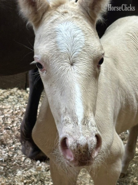 Kentucky "Curious Claude" Cremello Colt Rocky Mountain