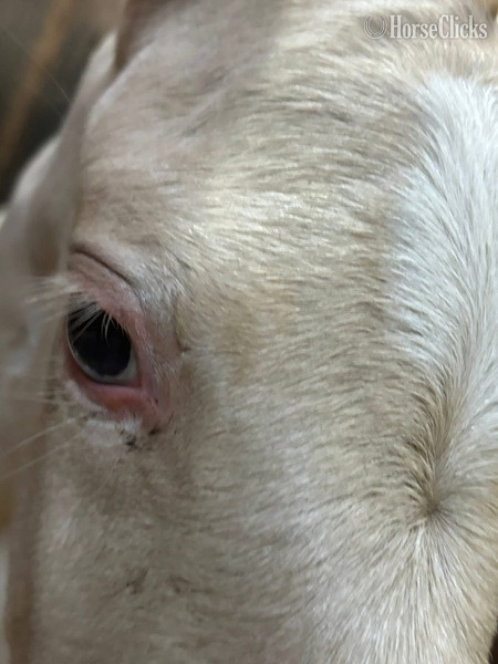 "Curious Claude" Cremello Colt Rocky Mountain - Rocky Mountain in Kentucky