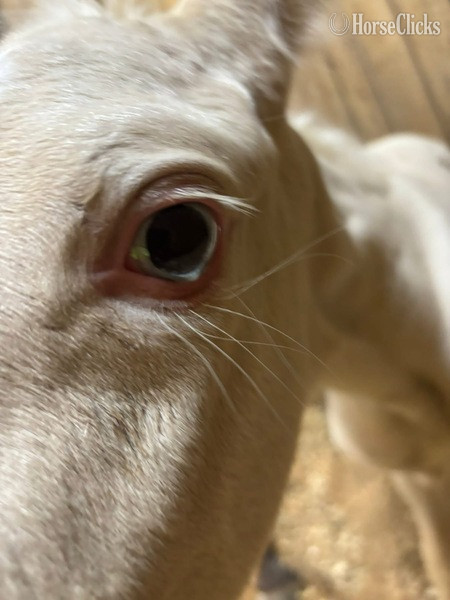"Curious Claude" Cremello Colt Rocky Mountain - Rocky Mountain