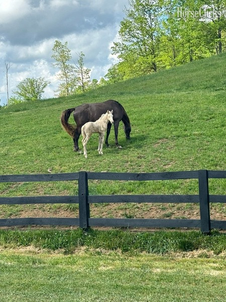 "Curious Claude" Cremello Colt Rocky Mountain Kentucky
