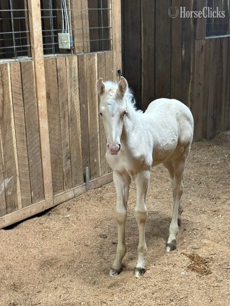 Rocky Mountain - "Curious Claude" Cremello Colt Rocky Mountain in Kentucky