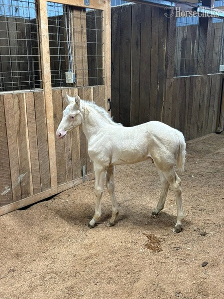 Rocky Mountain - "Curious Claude" Cremello Colt Rocky Mountain