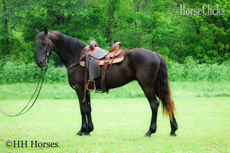 "BLACK DIAMOND" Black Gelding Friesian in Kentucky