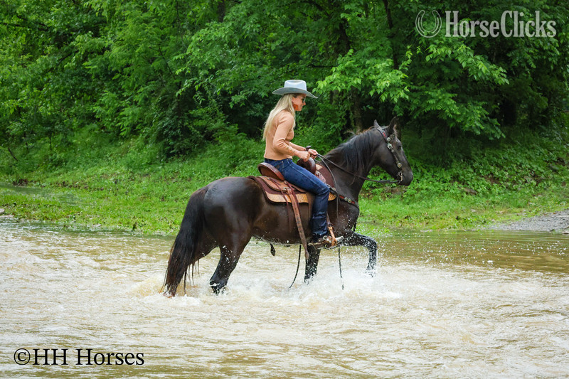 Kentucky "BLACK DIAMOND" Black Gelding Friesian