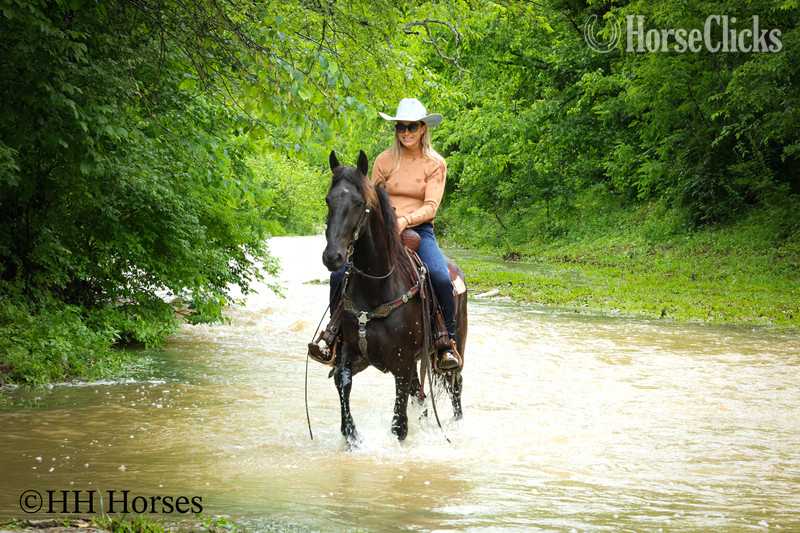 "BLACK DIAMOND" Black Gelding Friesian - Friesian in Kentucky