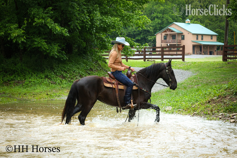 "BLACK DIAMOND" Black Gelding Friesian Kentucky