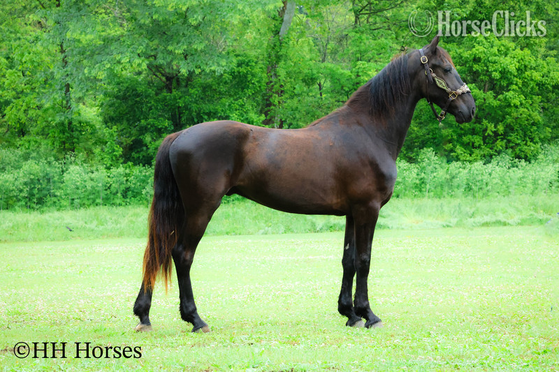 Friesian - "BLACK DIAMOND" Black Gelding Friesian in Kentucky