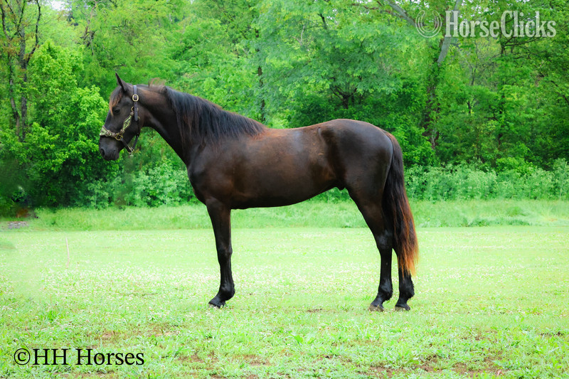 Friesian - "BLACK DIAMOND" Black Gelding Friesian
