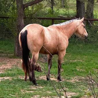"Judge " Buckskin Gelding Quarter Horse