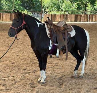 "Trixie" Bay Mare Pony