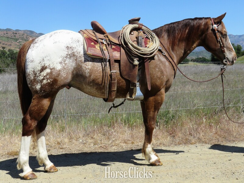 "APPLEJAX" Sorrel Gelding Appaloosa in California