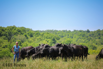 "HERD OF 20 COWS AND 1 BULL, CALVING NOW" Black Mare Quarter Horse