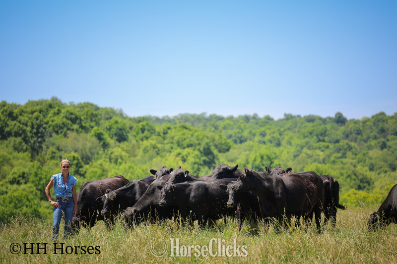 "HERD OF 20 COWS AND 1 BULL, CALVING NOW" Black Mare Quarter Horse in Kentucky