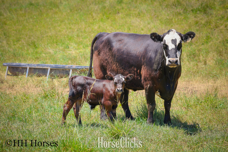 "HERD OF 20 COWS AND 1 BULL, CALVING NOW" Black Mare Quarter Horse