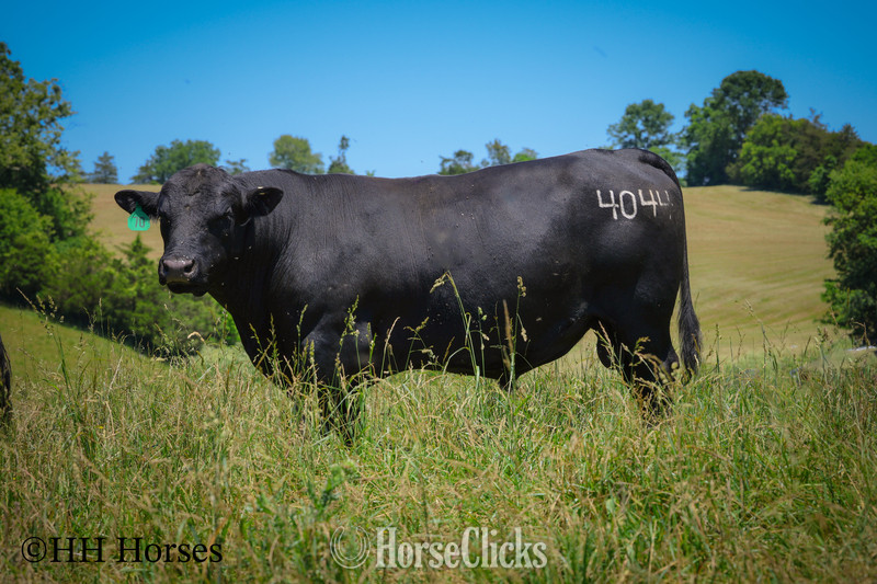 Kentucky "HERD OF 20 COWS AND 1 BULL, CALVING NOW" Black Mare Quarter Horse