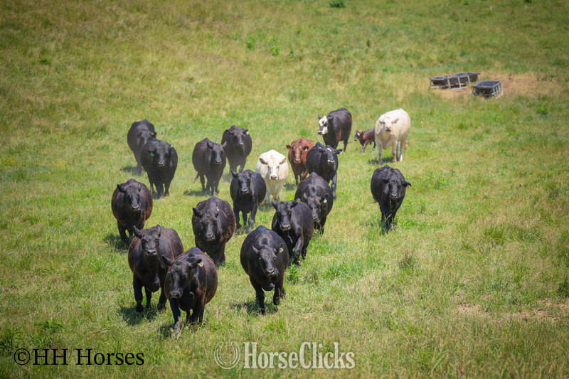 "HERD OF 20 COWS AND 1 BULL, CALVING NOW" Black Mare Quarter Horse - Quarter Horse in Kentucky