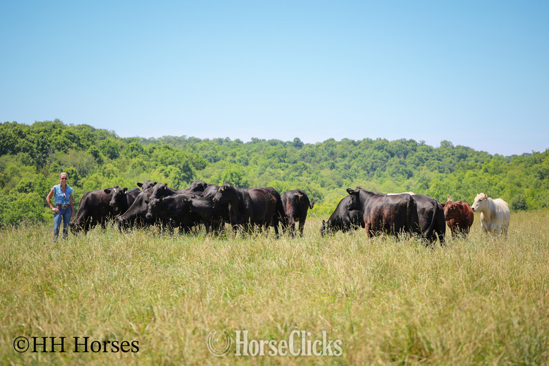"HERD OF 20 COWS AND 1 BULL, CALVING NOW" Black Mare Quarter Horse - Quarter Horse