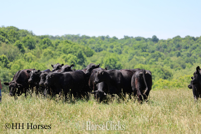 "HERD OF 20 COWS AND 1 BULL, CALVING NOW" Black Mare Quarter Horse Kentucky