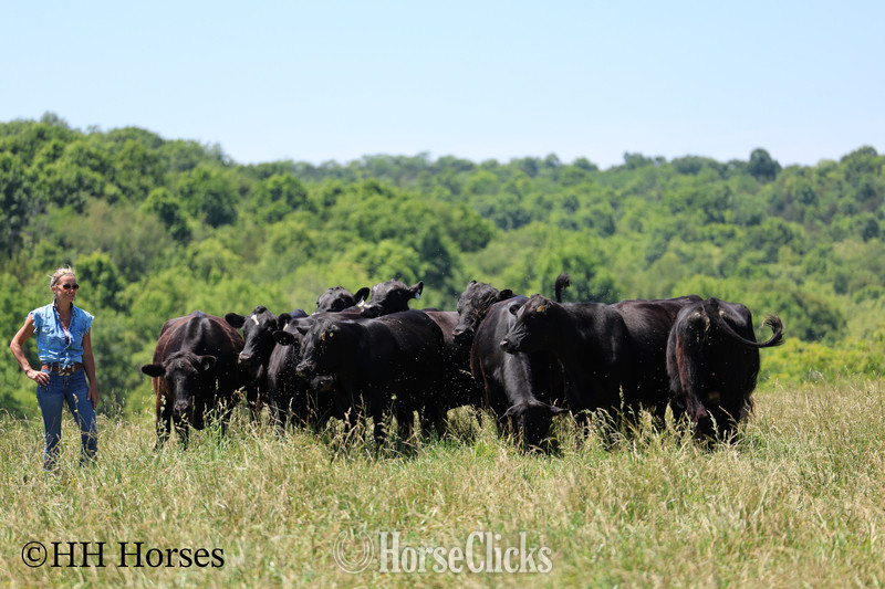 Quarter Horse - "HERD OF 20 COWS AND 1 BULL, CALVING NOW" Black Mare Quarter Horse in Kentucky