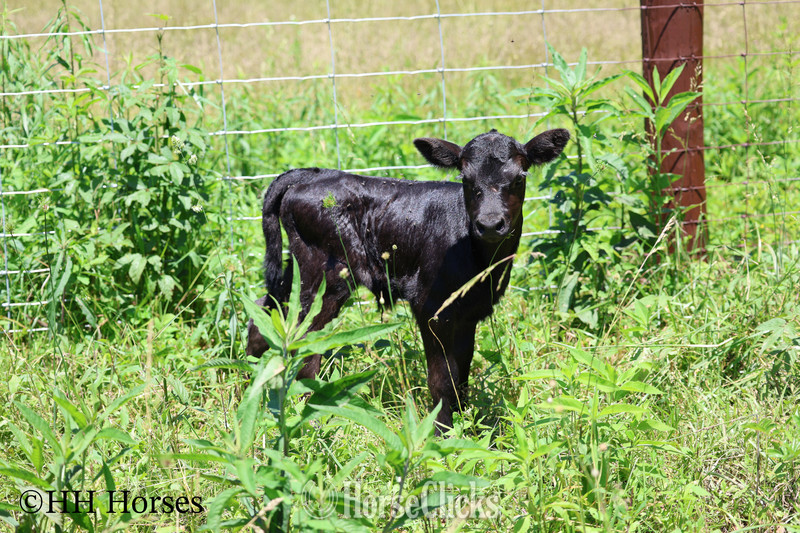 Quarter Horse - "HERD OF 20 COWS AND 1 BULL, CALVING NOW" Black Mare Quarter Horse