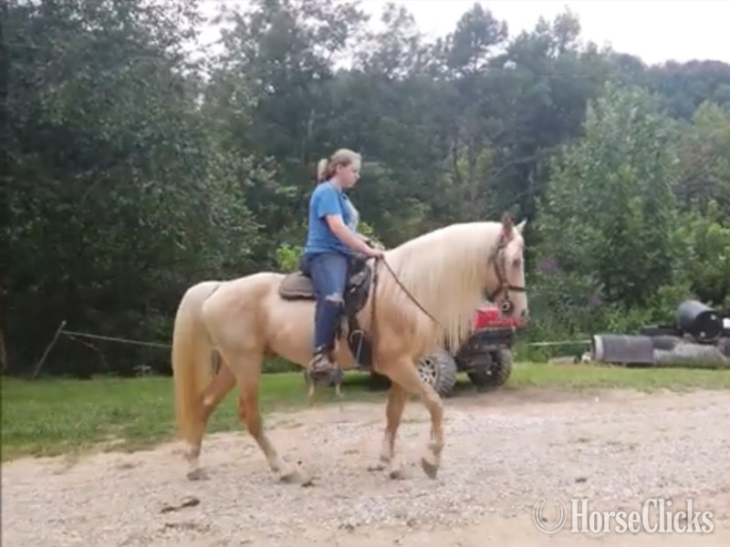"MCF?S Dynomite " Cremello Stallion Rocky Mountain - Rocky Mountain in Kentucky