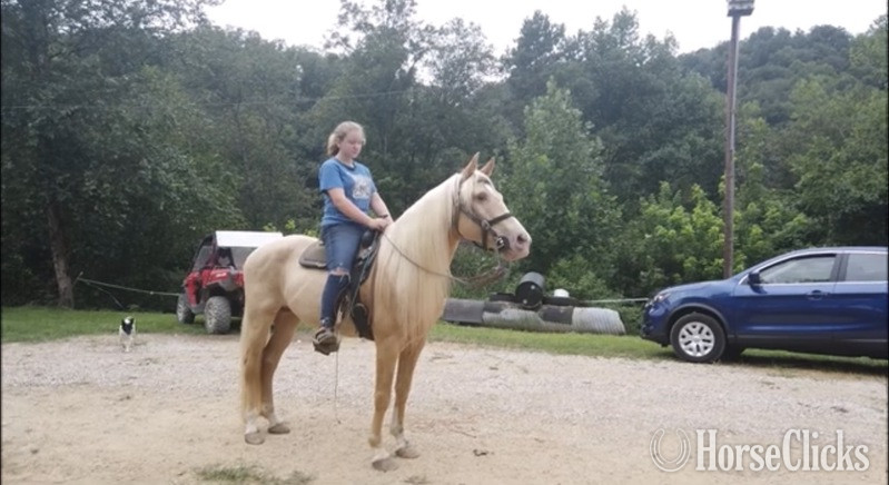 "MCF?S Dynomite " Cremello Stallion Rocky Mountain in Kentucky