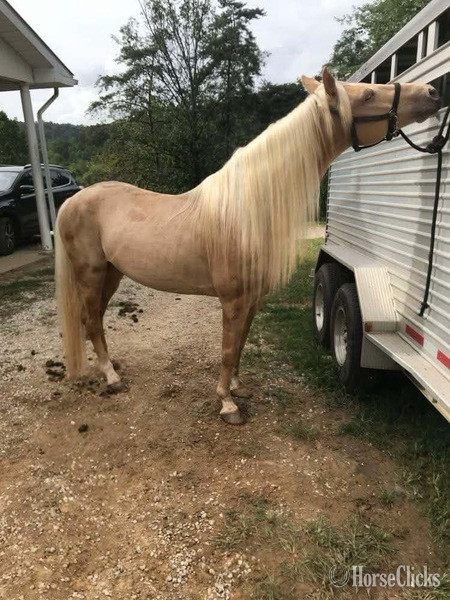 "MCF?S Dynomite " Cremello Stallion Rocky Mountain