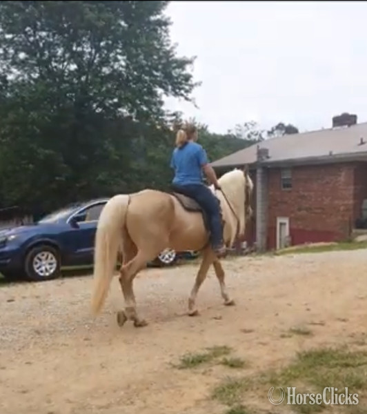 Kentucky "MCF?S Dynomite " Cremello Stallion Rocky Mountain