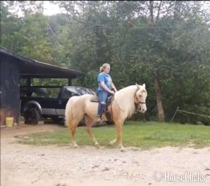 "MCF?S Dynomite " Cremello Stallion Rocky Mountain - Rocky Mountain