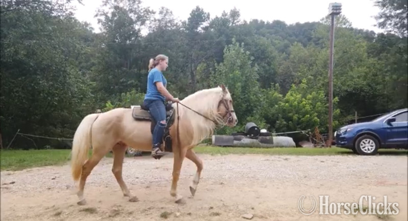 "MCF?S Dynomite " Cremello Stallion Rocky Mountain Kentucky