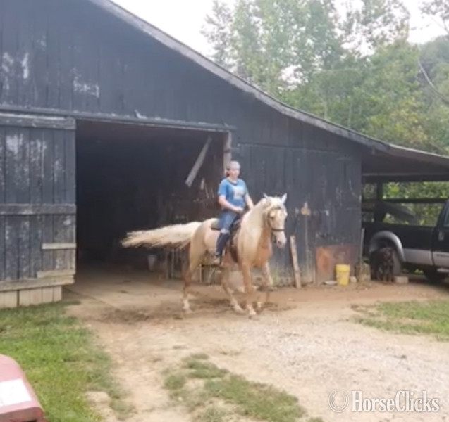 Rocky Mountain - "MCF?S Dynomite " Cremello Stallion Rocky Mountain in Kentucky