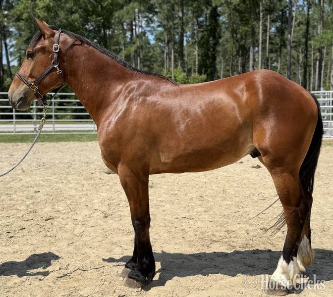 "Luke" Bay Gelding Draft