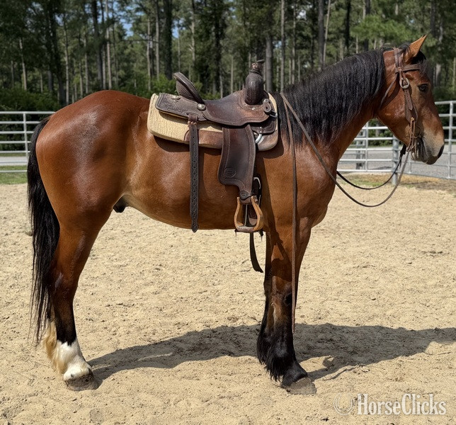 North Carolina "Luke" Bay Gelding Draft