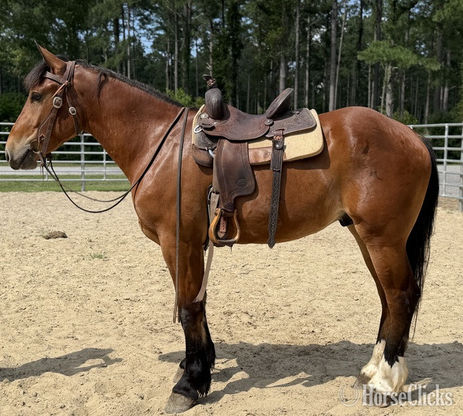 "Luke" Bay Gelding Draft - Draft in North Carolina