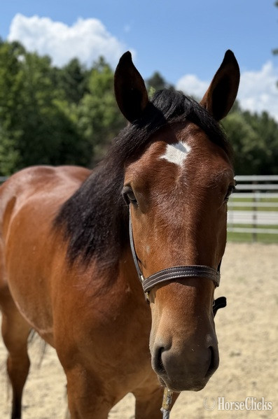 "Luke" Bay Gelding Draft - Draft