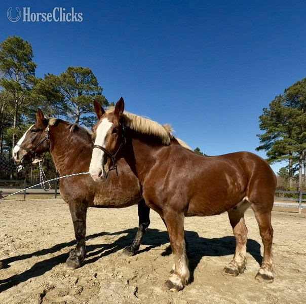 "Belgian" Sorrel Gelding Belgian in North Carolina