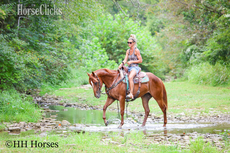 Kentucky "RUBY ROYALTY" Sorrel Mare Quarter Horse