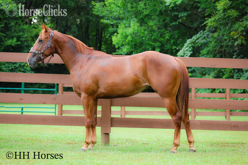 Quarter Horse - "RUBY ROYALTY" Sorrel Mare Quarter Horse
