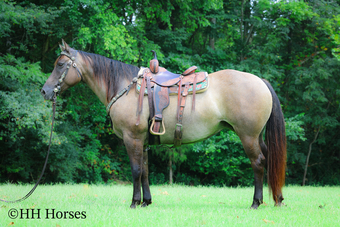 "HONEYMOON" Grullo Mare Quarter Horse