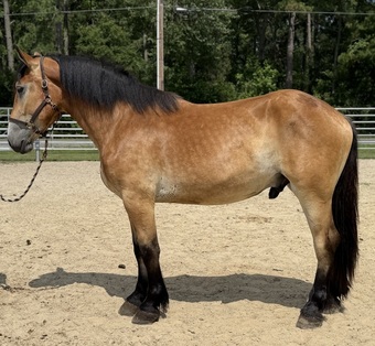 "Felix " Buckskin Gelding Draft