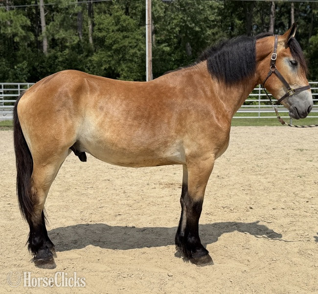 "Felix " Buckskin Gelding Draft