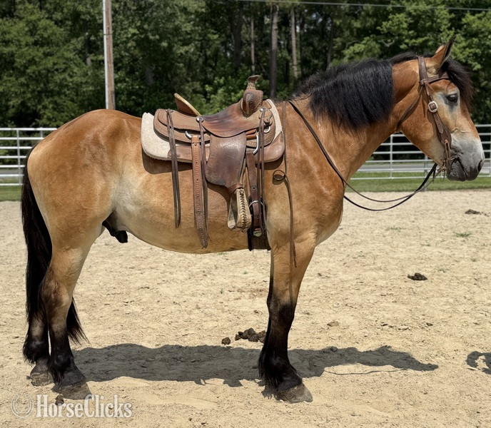 North Carolina "Felix " Buckskin Gelding Draft