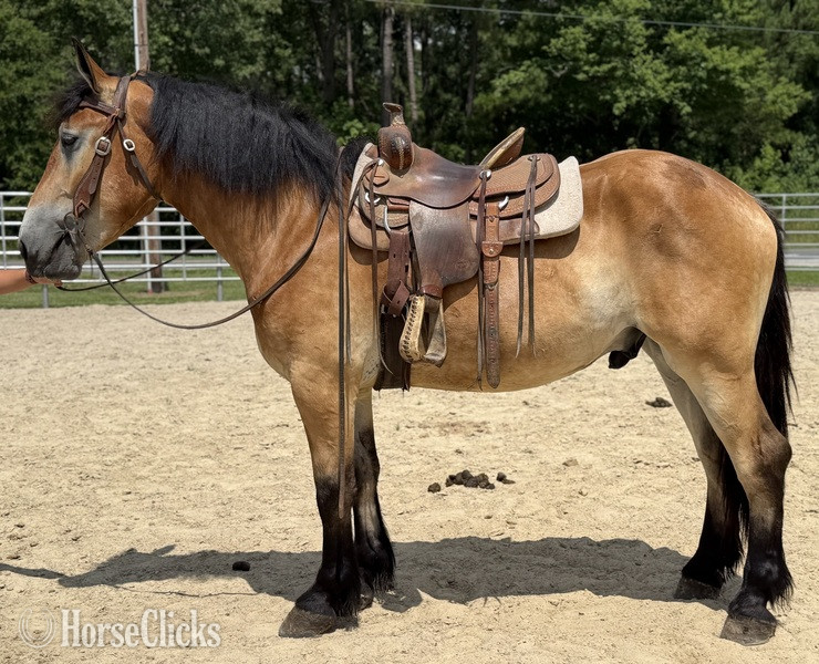 "Felix " Buckskin Gelding Draft - Draft in North Carolina